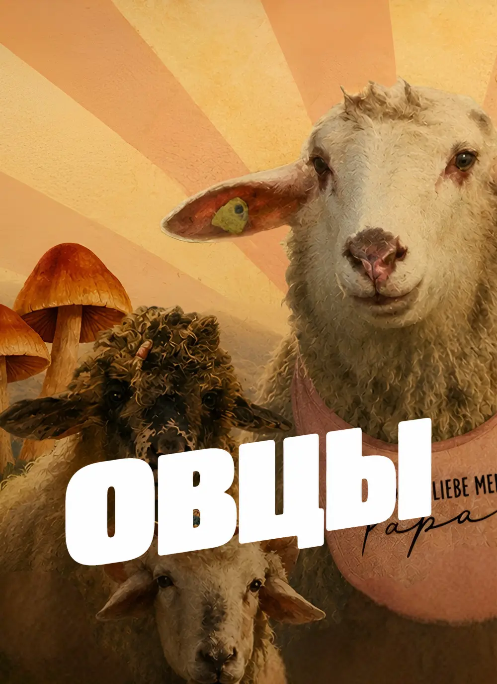 Овцы