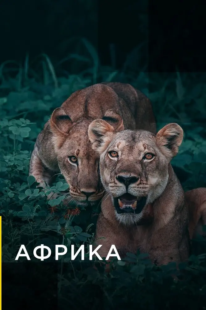 Африканские охотники