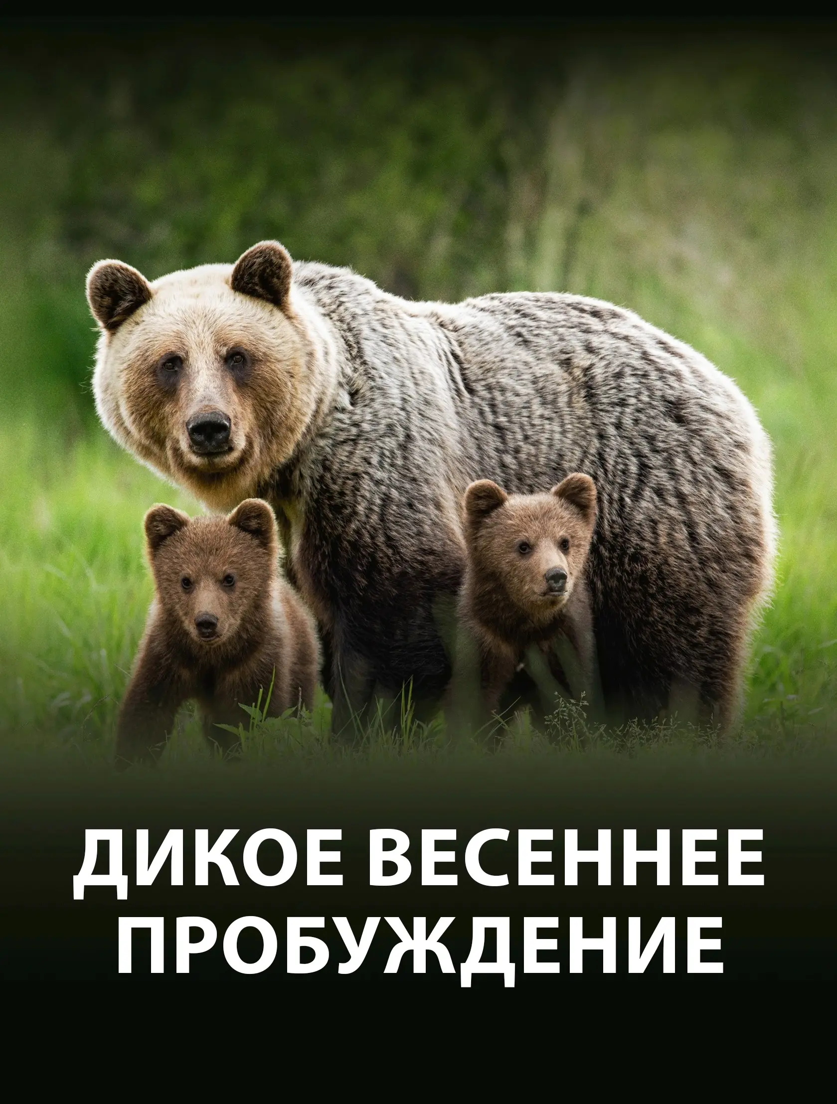 Дикое весеннее пробуждение