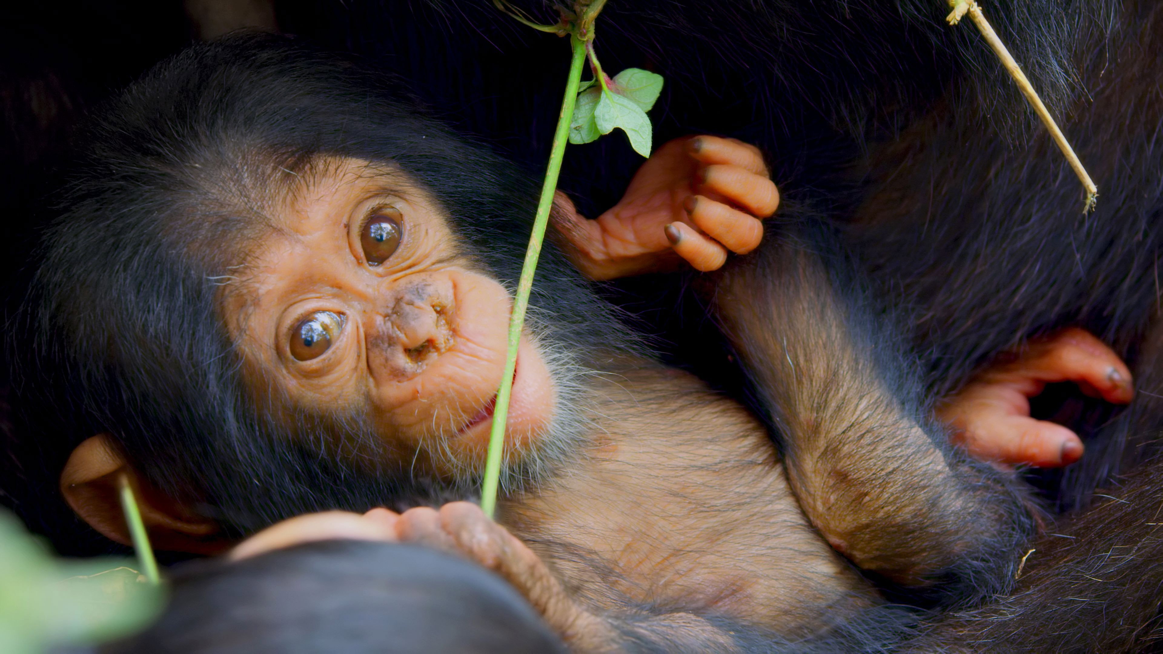 A Baby Chimp\'s Story