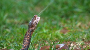 Small but Deadly