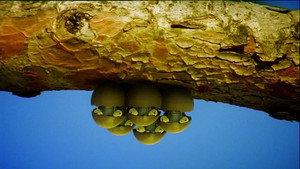 Coccinelles