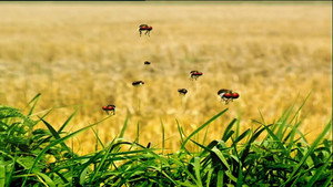 Patrouille de Bzz