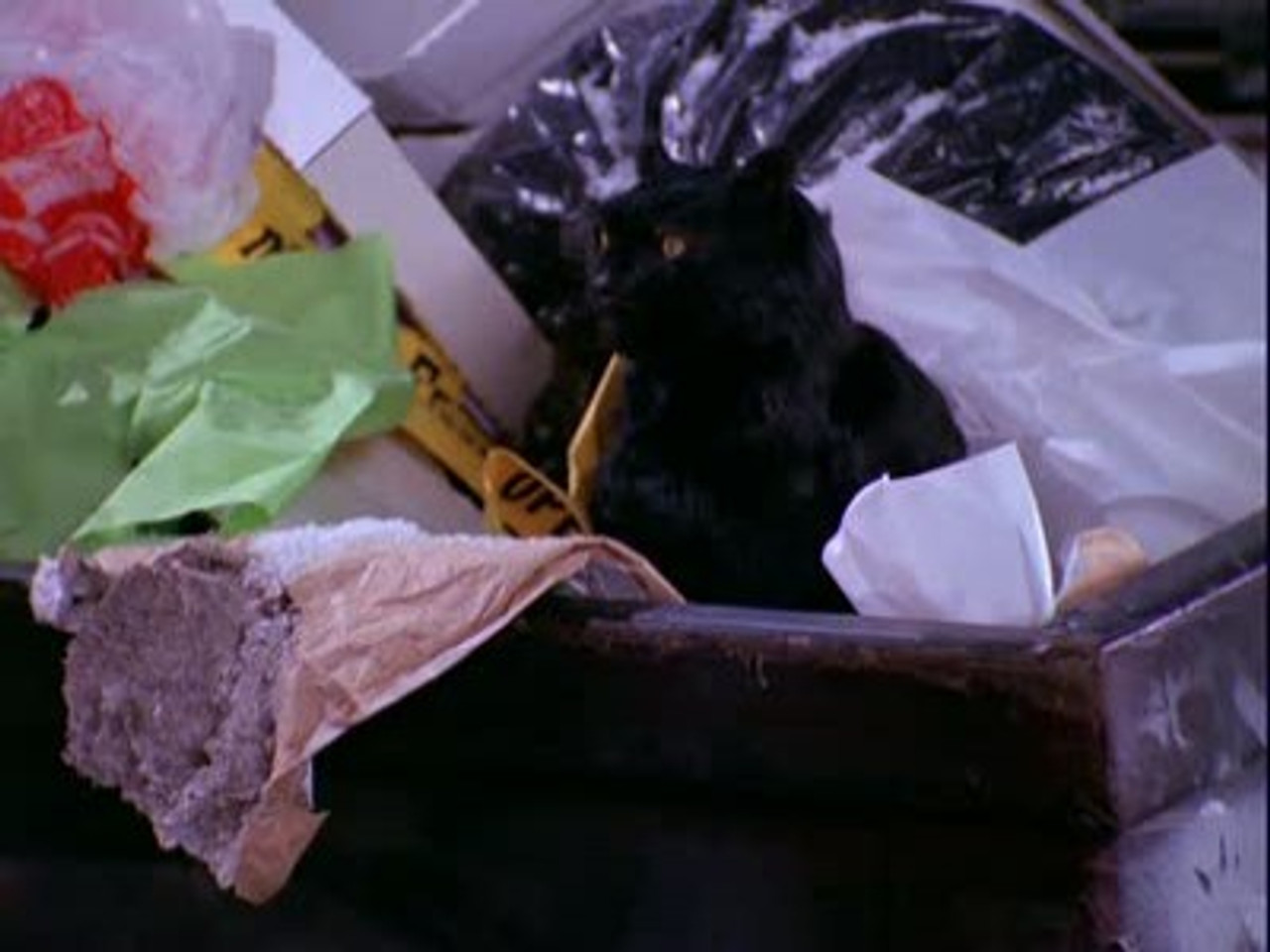 Девочка и ее кот