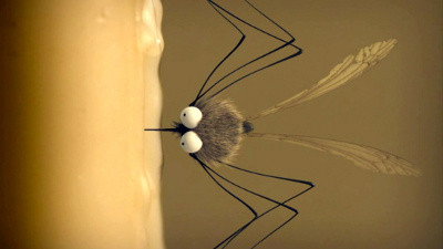 Moustique des Caraïbes