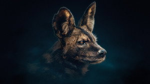 Hyena