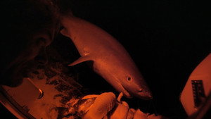 Coral Reef Killer