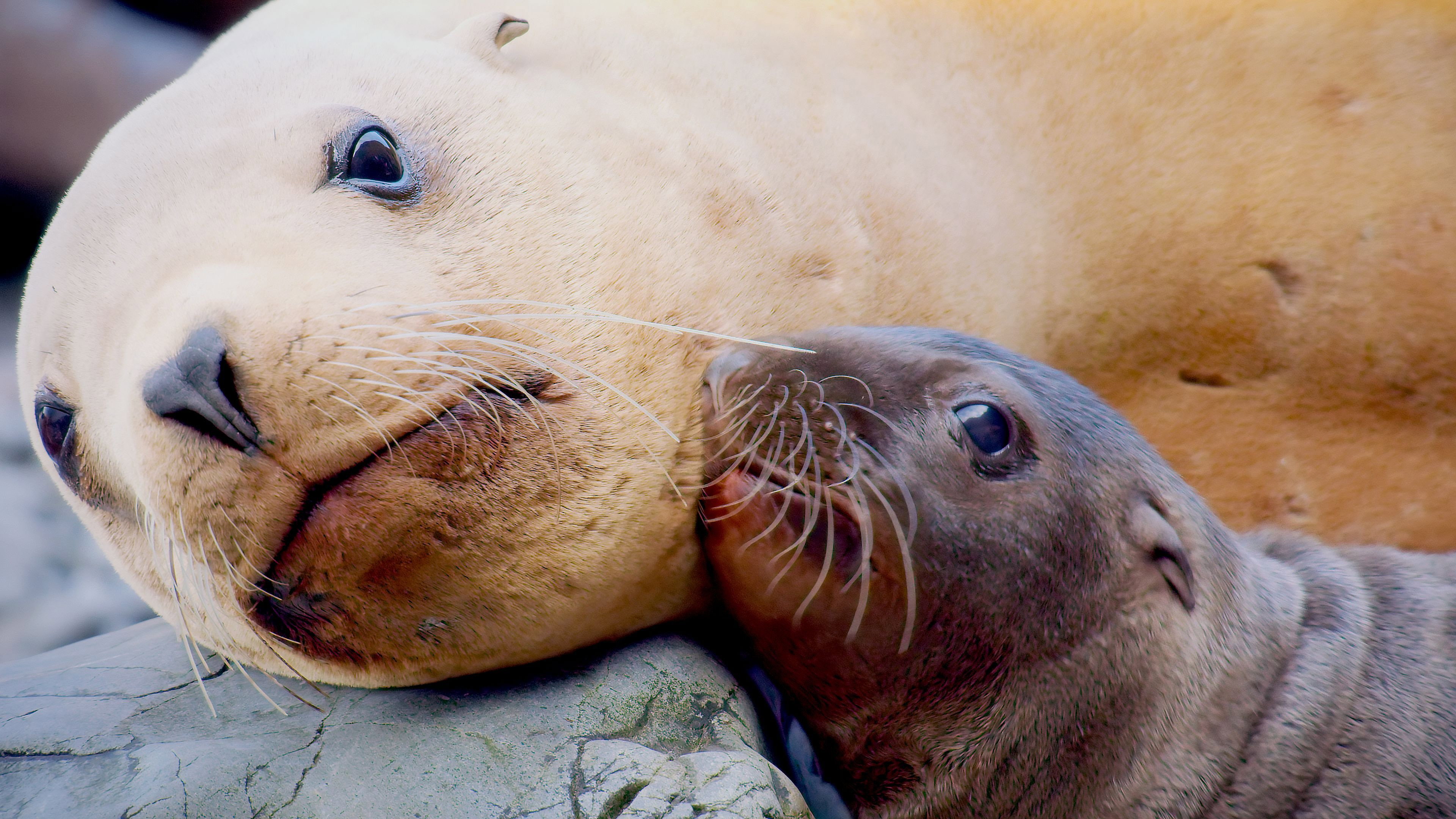 A Baby Sea Lion\'s Story