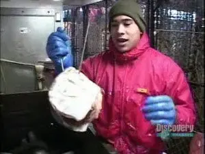 Новички