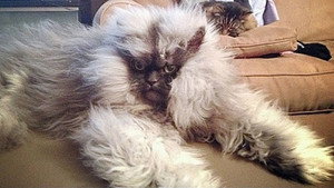 Кот - демон