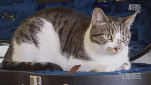 Дьявольский кот