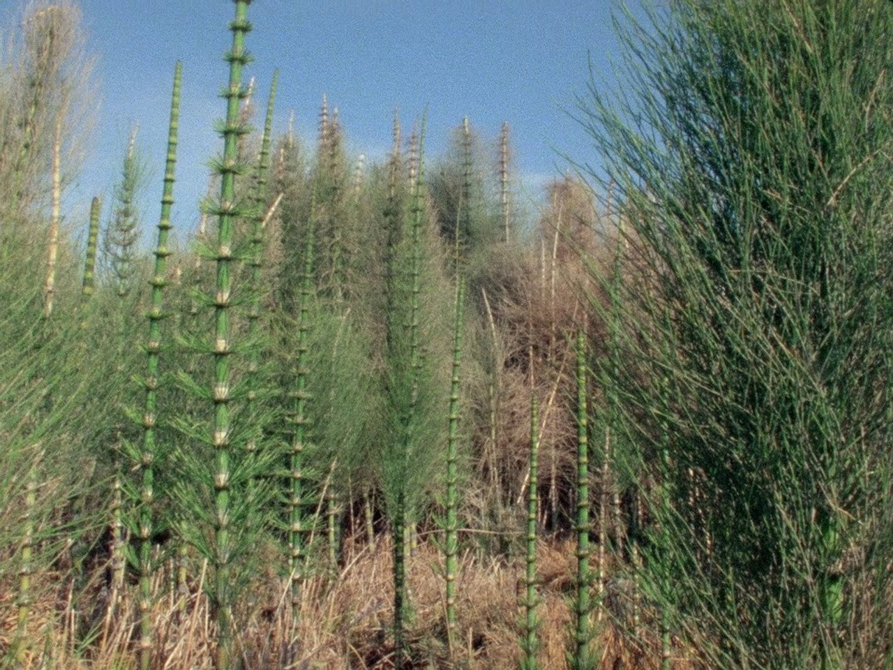 The First Forests