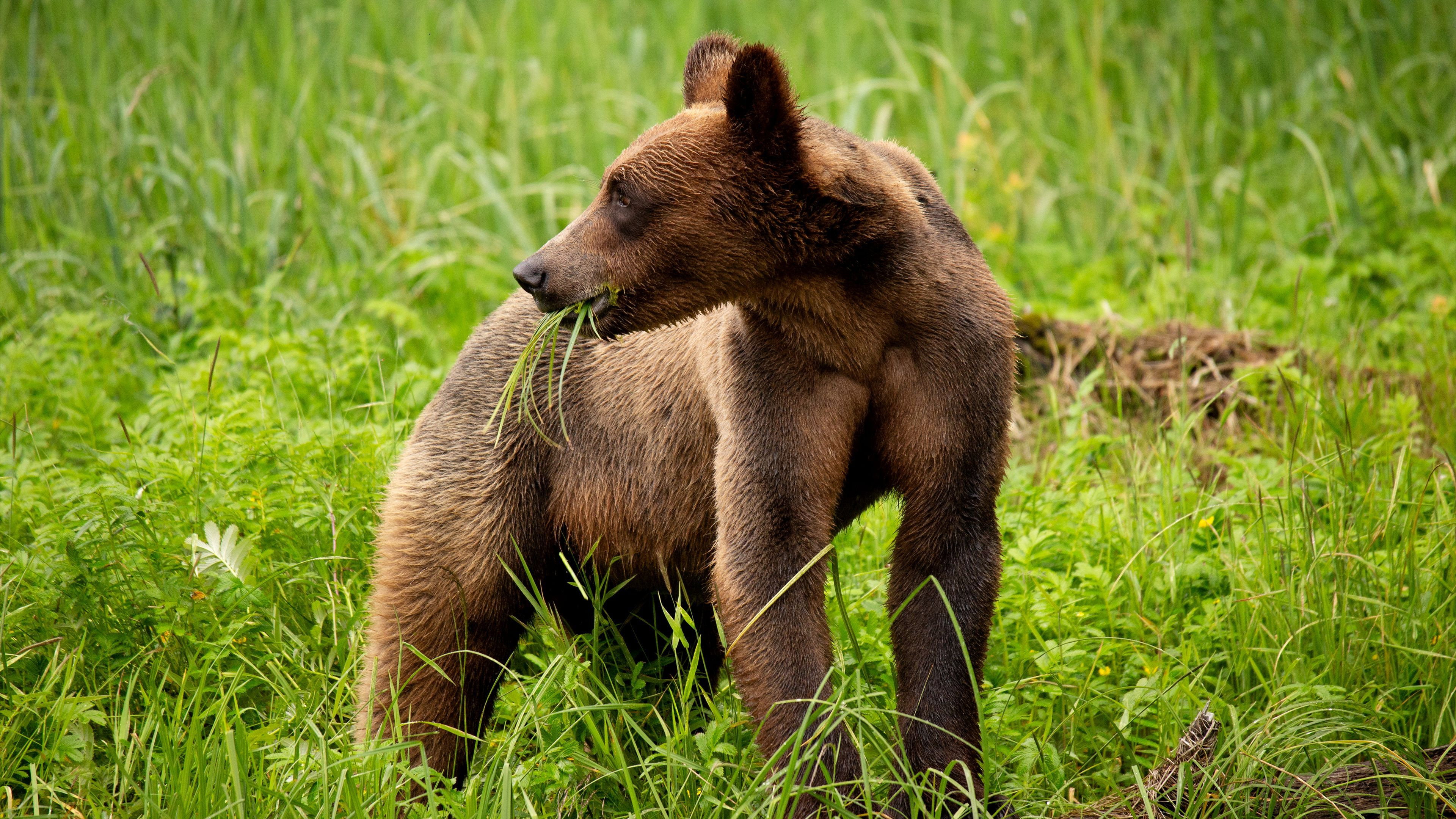 A Baby Grizzly\'s Story