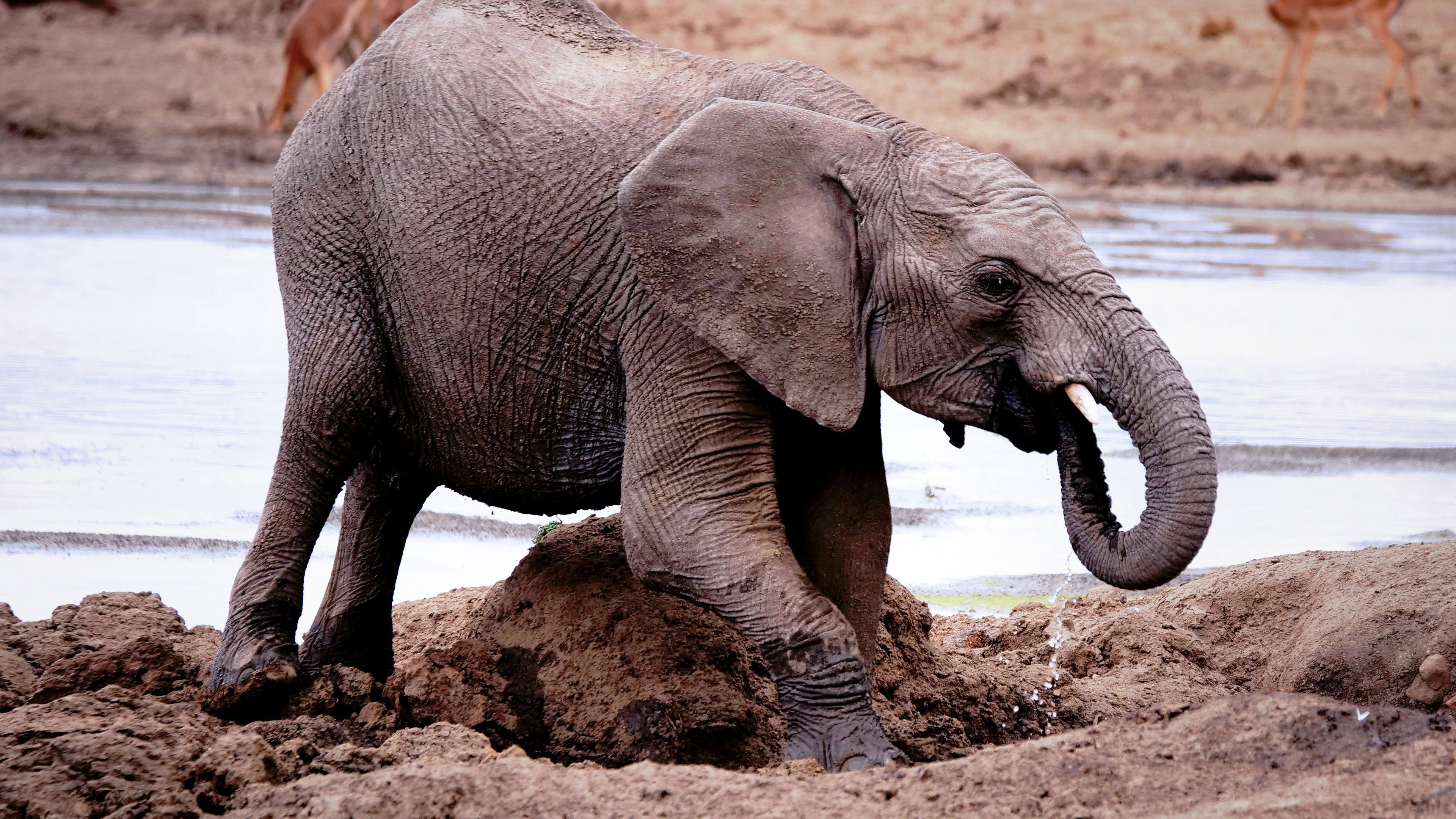A Baby Elephant\'s Story