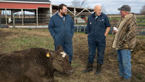 Here\'s Looking at Moo