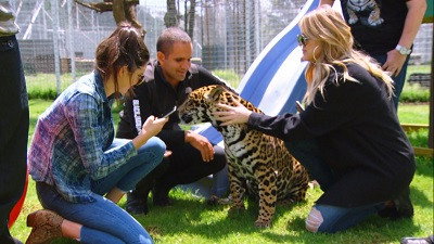 Lions and Tigers and Texts