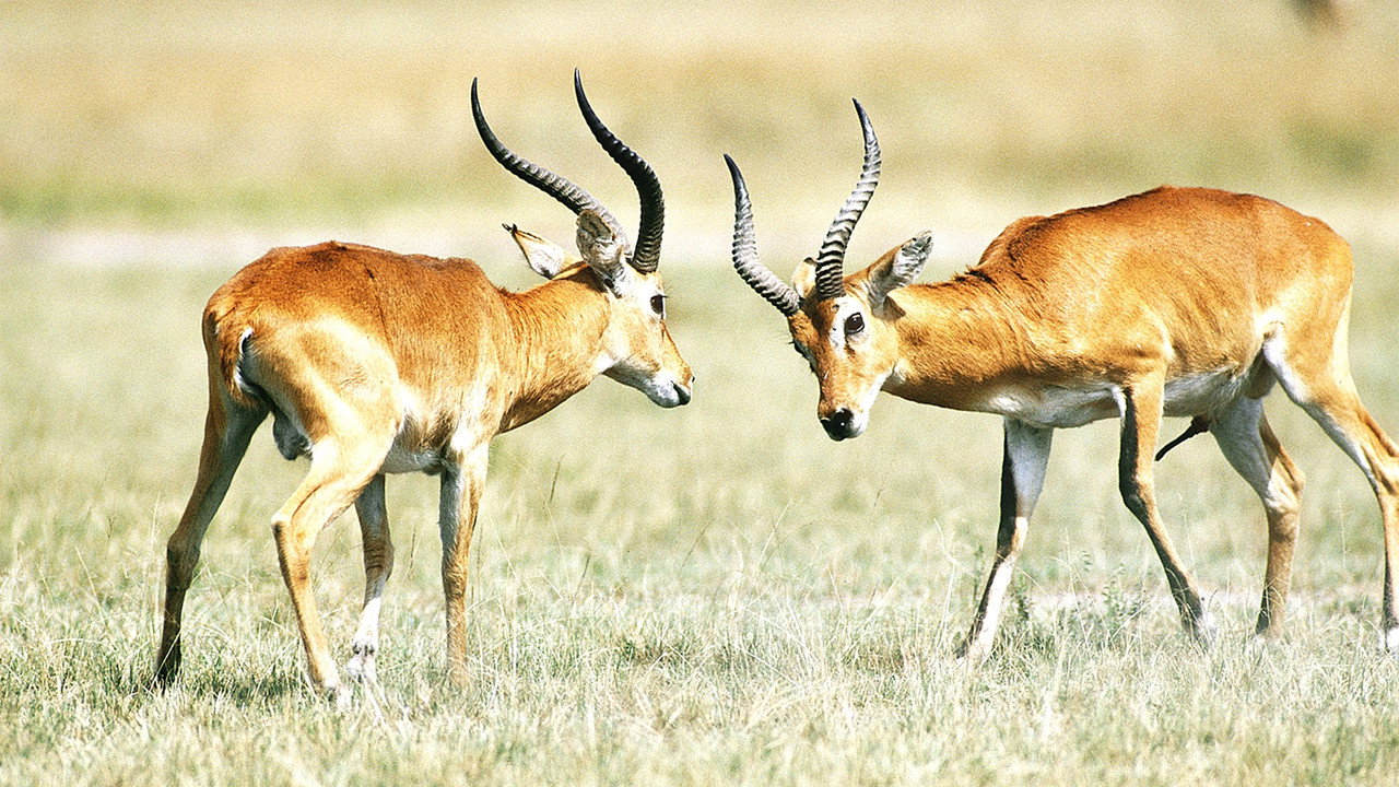The Great Rift