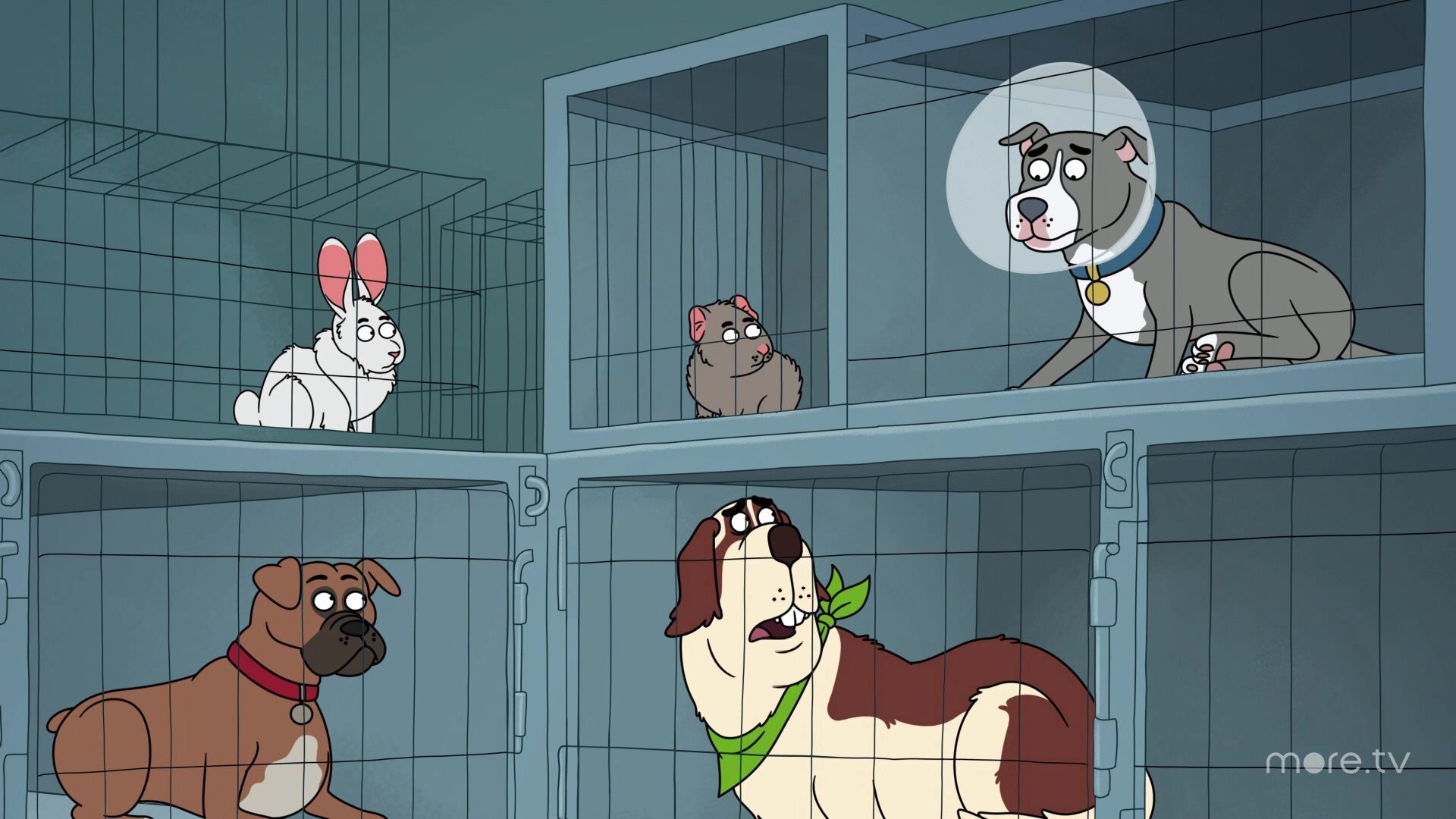 Who\'s Going to the Vet?