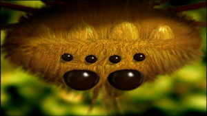 Fourmis à la noix
