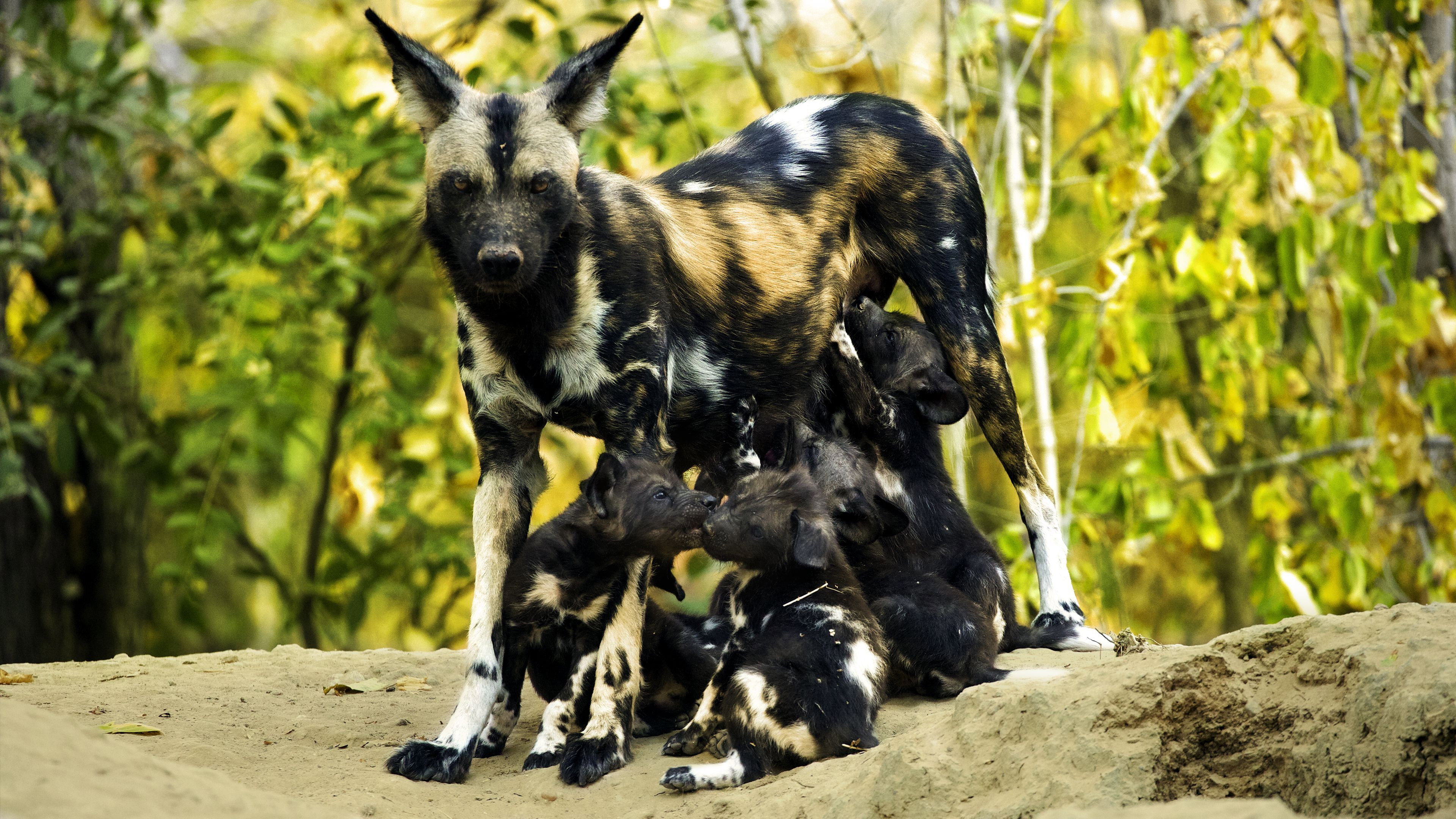 A Baby Wild Dog\'s Story