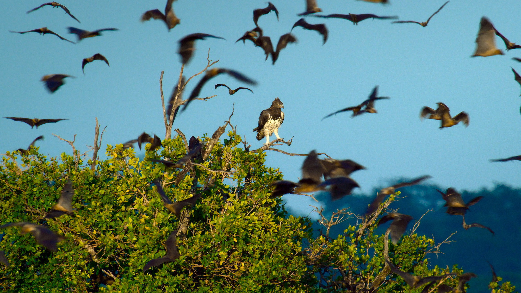 Eagle\'s Reign