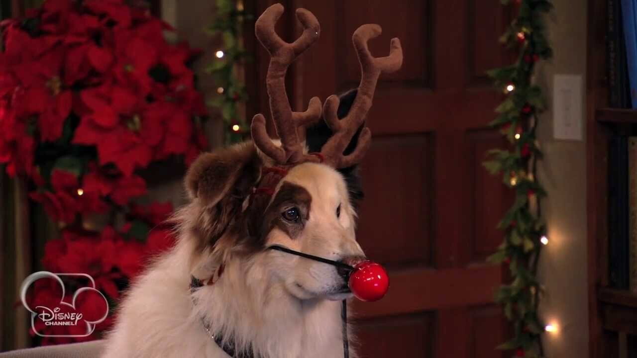 Bark! The Herald Angels Sing