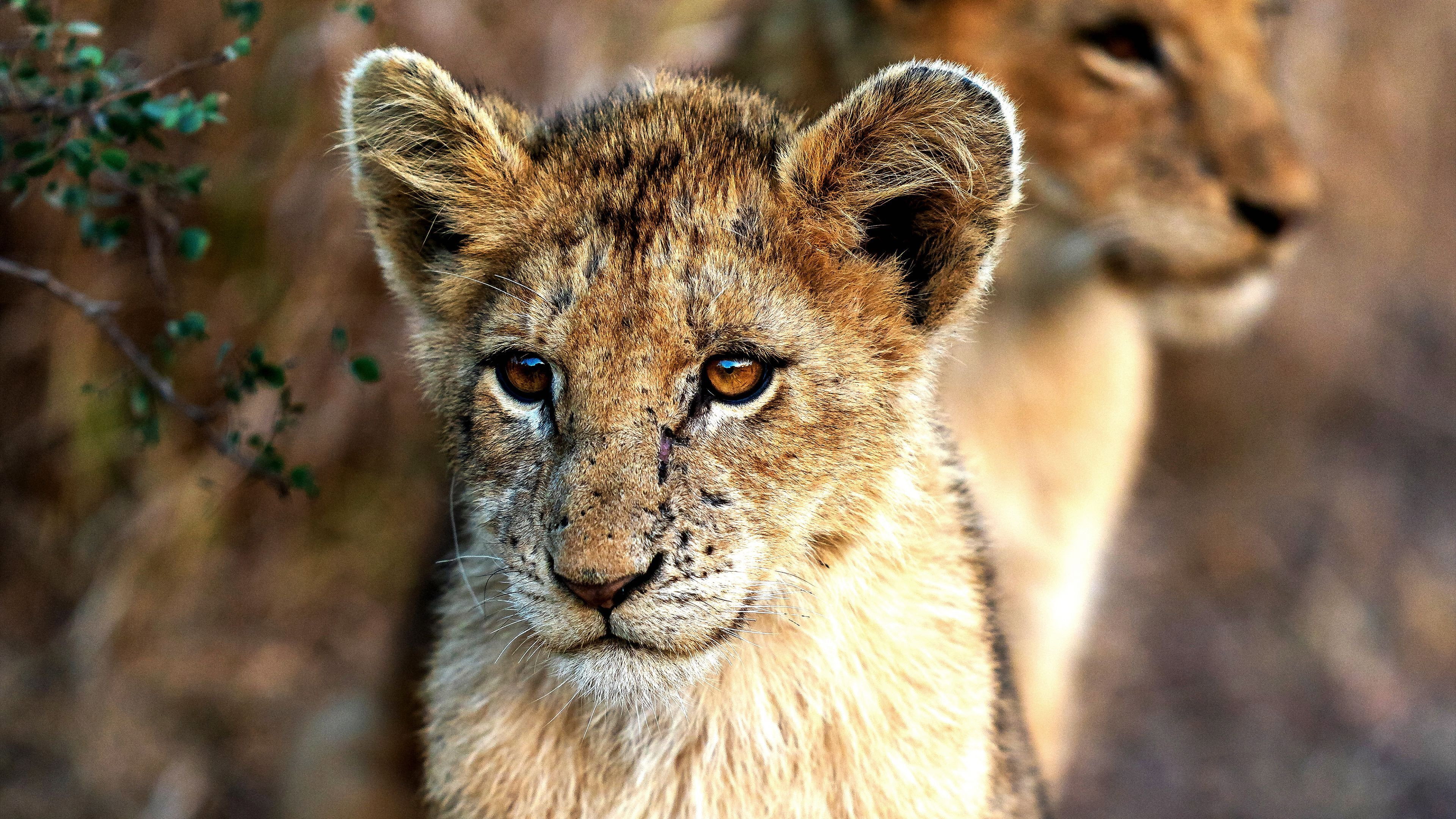 A Baby Lion\'s Story