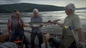 Акулы и скаты-убийцы