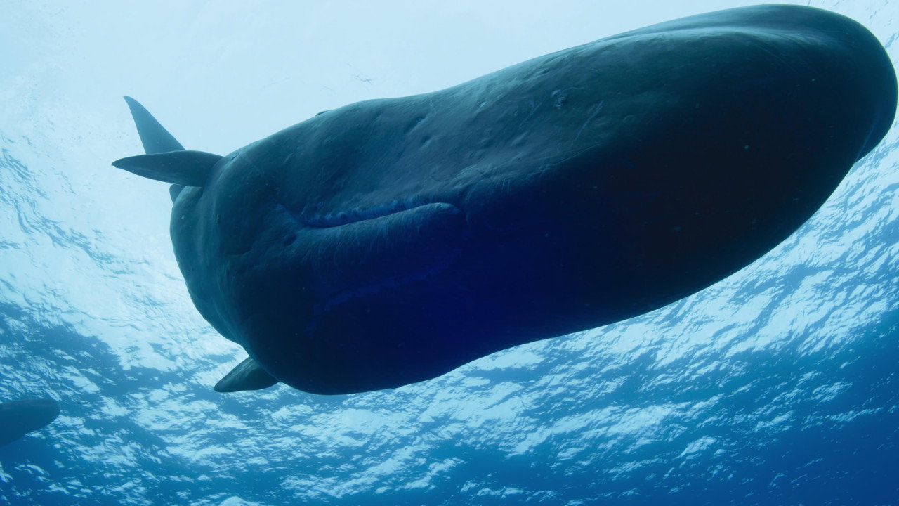 Giants of the Deep